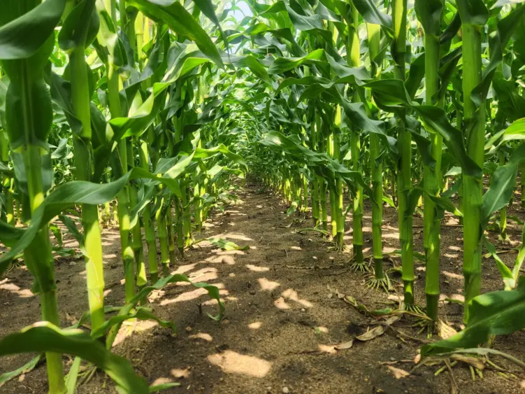 lg35c79_healthy_4-nov10nr