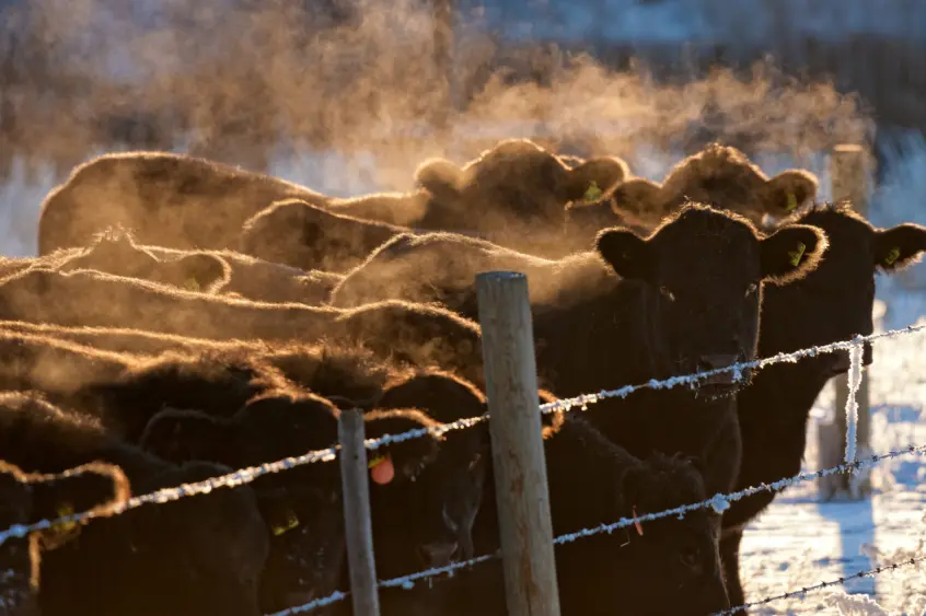 boehringer-cattle_brd-in-winter