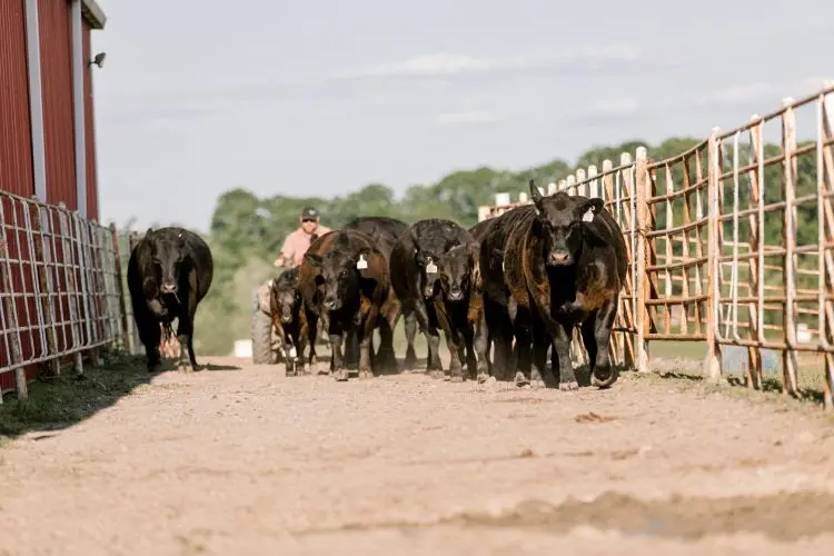 unnamed-2025-11-17t110337-628