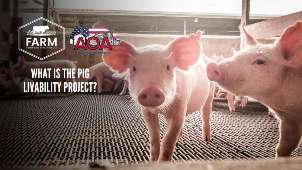 pig-thumbnail-1000x56379708-1