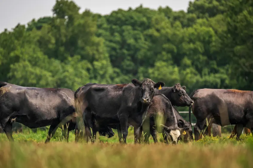 pexels-nc-farm-bureau-mark-27207632-2