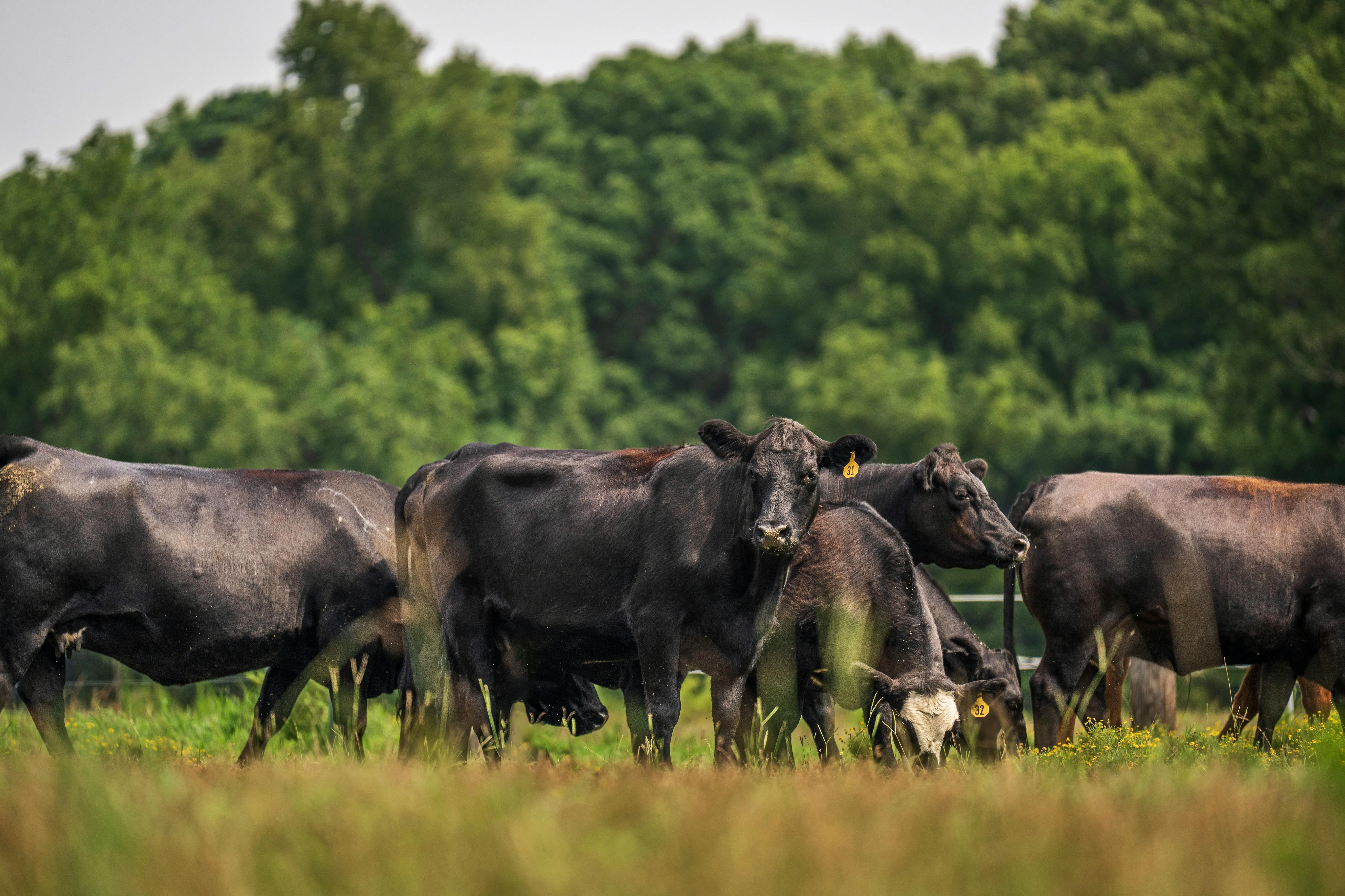 pexels-nc-farm-bureau-mark-27207632-2