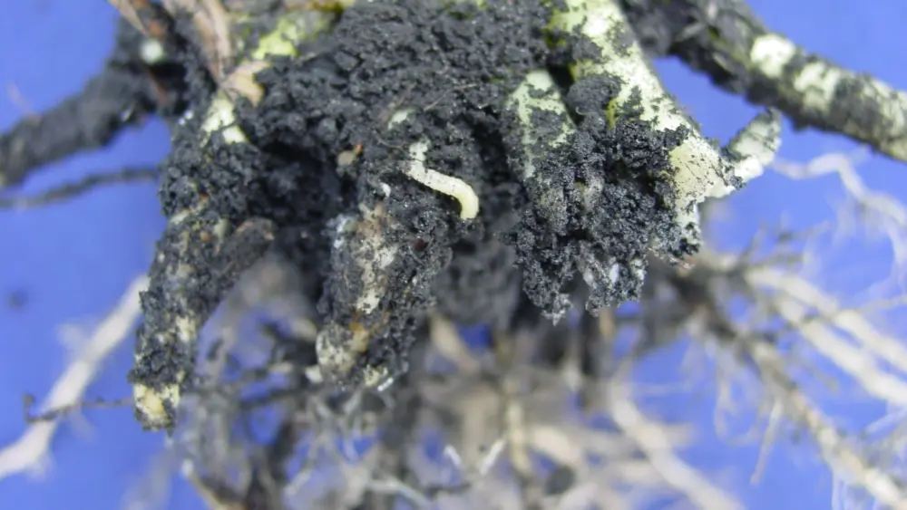 rootworm-on-root-01