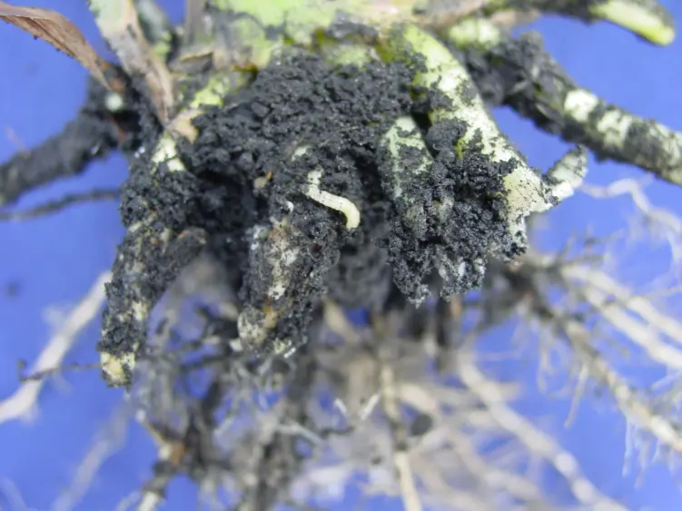 rootworm-on-root-01