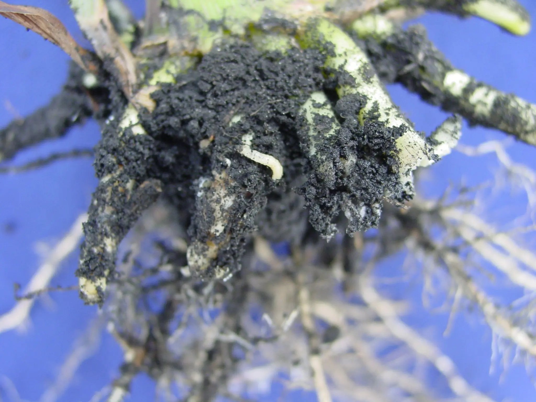 rootworm-on-root-01