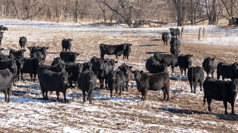 anguscowsinsnowhoriz