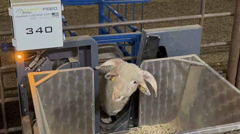 【たむ】WAGNUS.　Sieve Sheep \"40's NASSAU\" たむ】WAGNUS. Sieve Sheep 