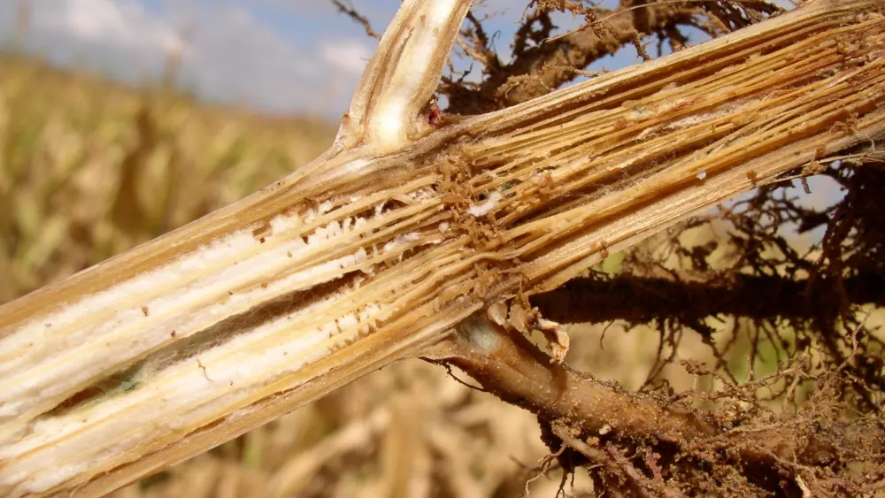 agronomy_photos_corn_4825