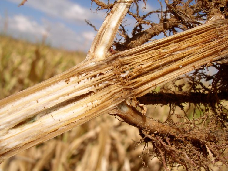 A Scary Situation: How Ghost Plants Can Signal Crown Rot in Corn
