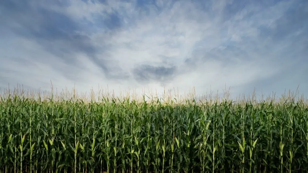 web-photo-template-onecms-1000-x-563-px-2026-01-14t115642-468