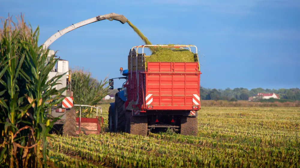 mowing-corn-for-feed