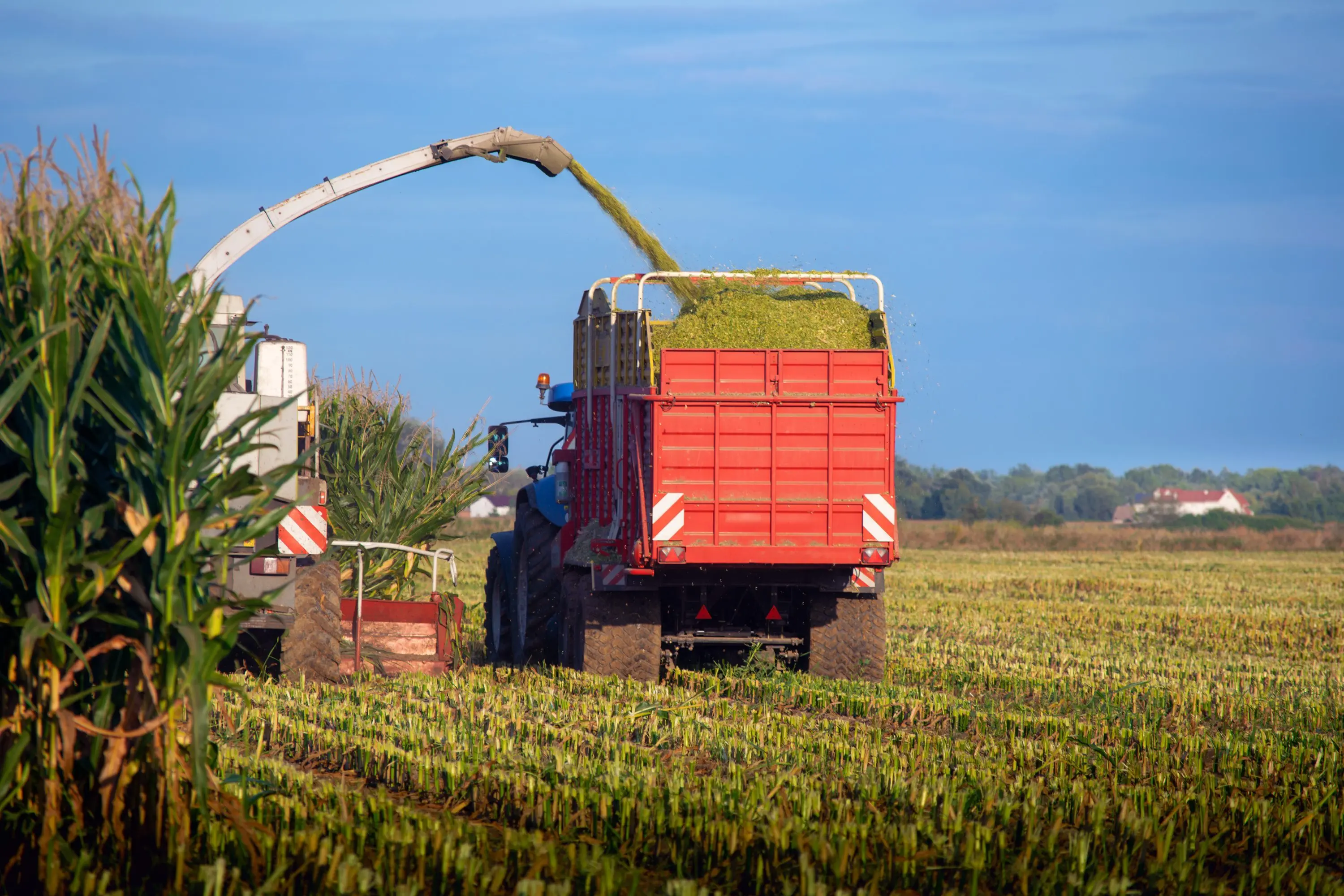 mowing-corn-for-feed
