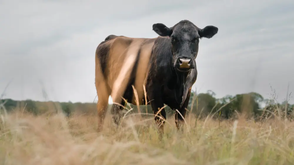 unnamed-2026-01-16t082908-289