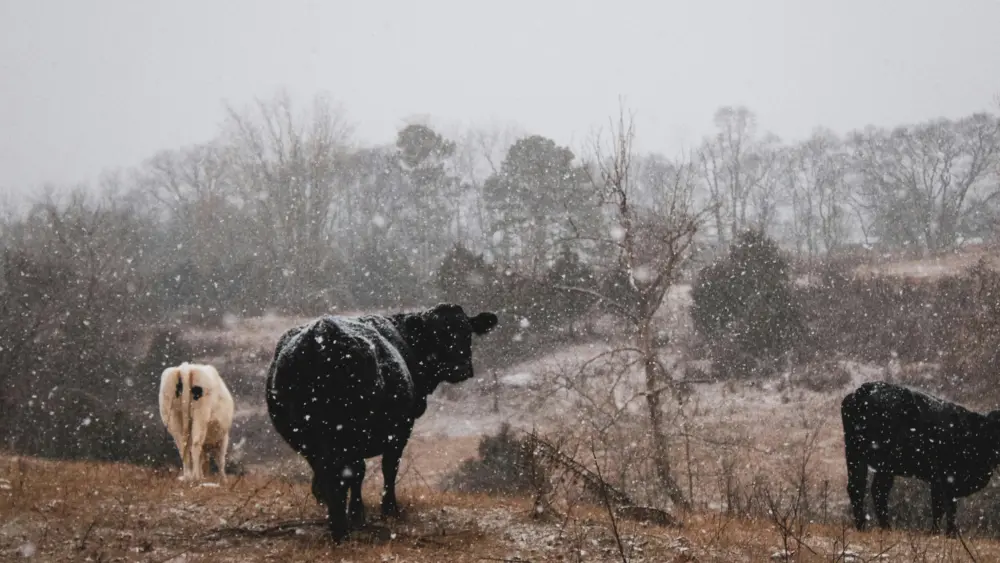 pexels-niki-clark-9995029-14909649