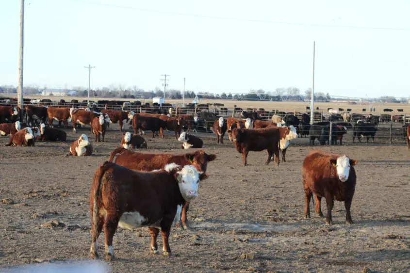 cattle-feedlot-ne-examiner