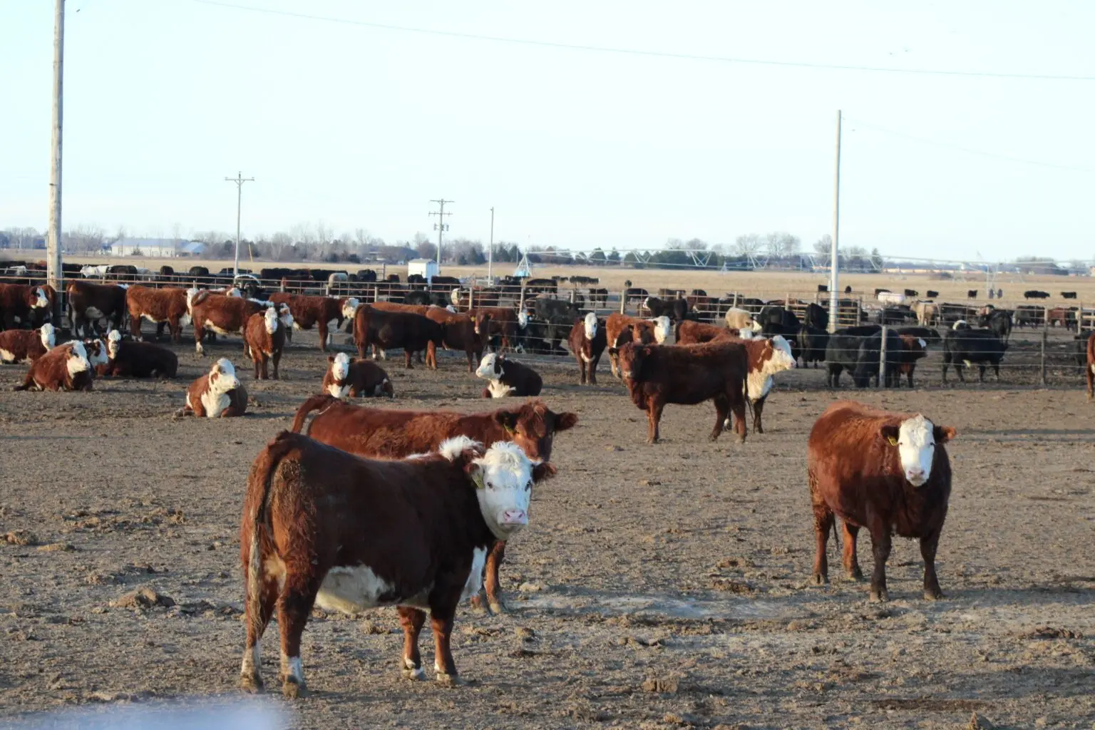 cattle-feedlot-ne-examiner