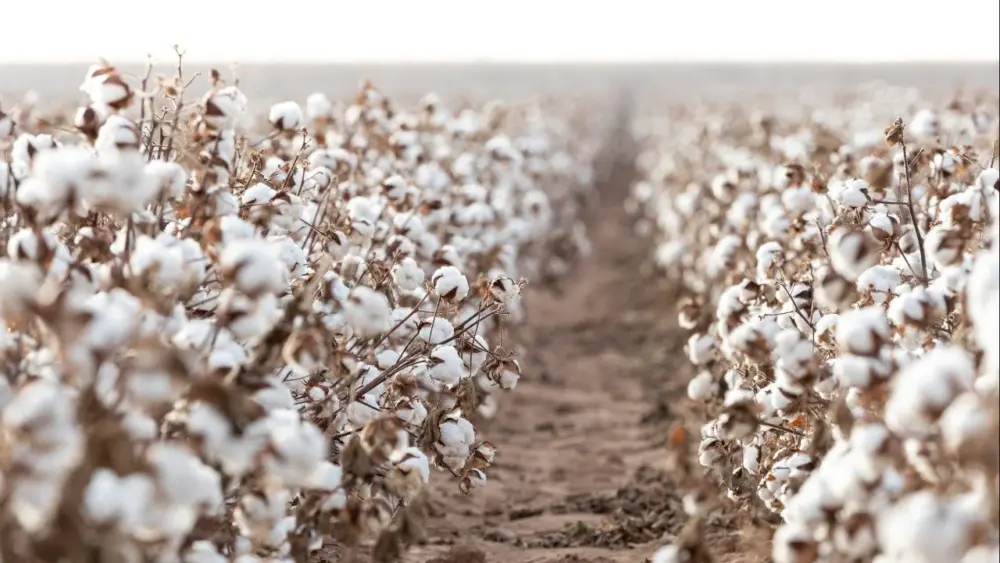 unnamed-2026-01-28t182457-859