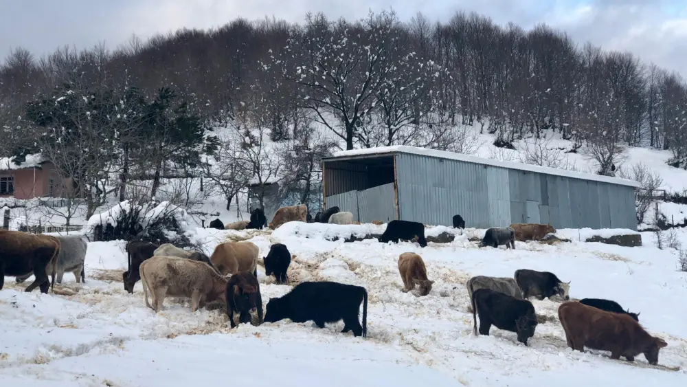 pexels-yunus-gultekin-367734-12844972