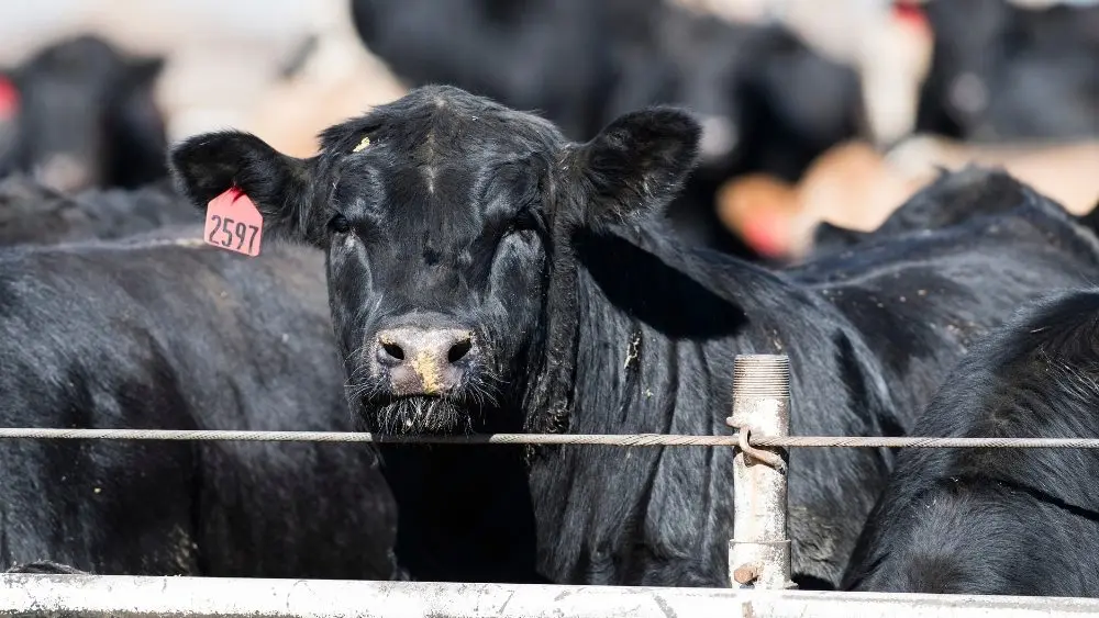 web-photo-template-onecms-1000-x-563-px-2026-01-30t132125-350