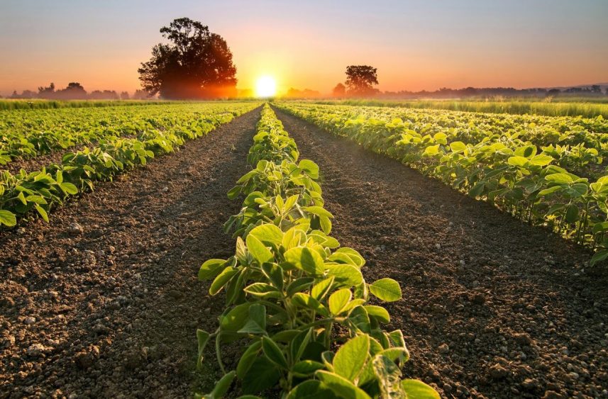 BASF Receives Notice of EPA Approval for Engenia Herbicide | American Ag  Network