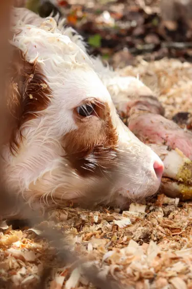 pexels-gizem-gokce-1072613075-35845317