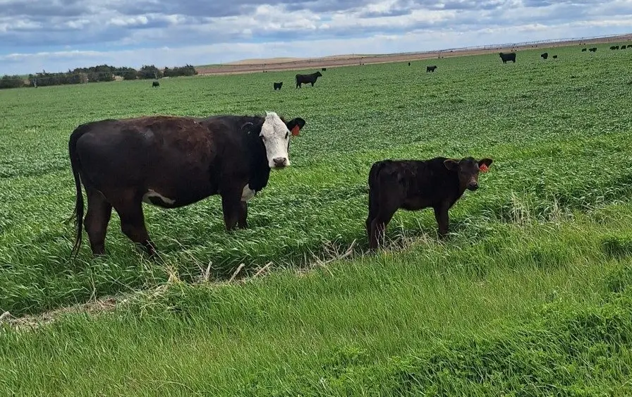 new-heifer-pair-wilke