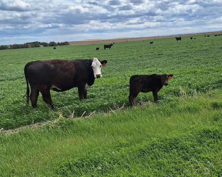 new-heifer-pair-wilke