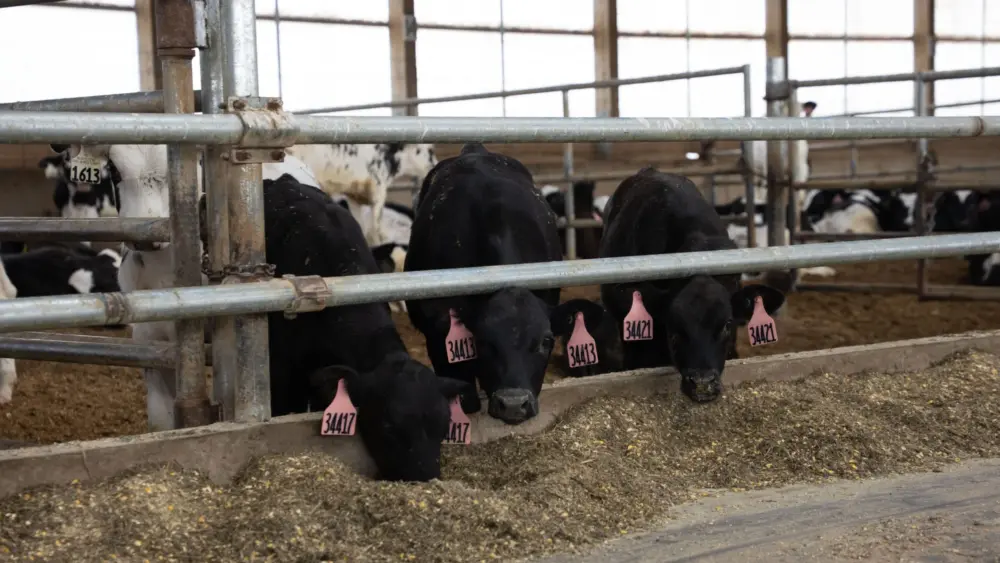 unnamed-2026-03-11t102459-204