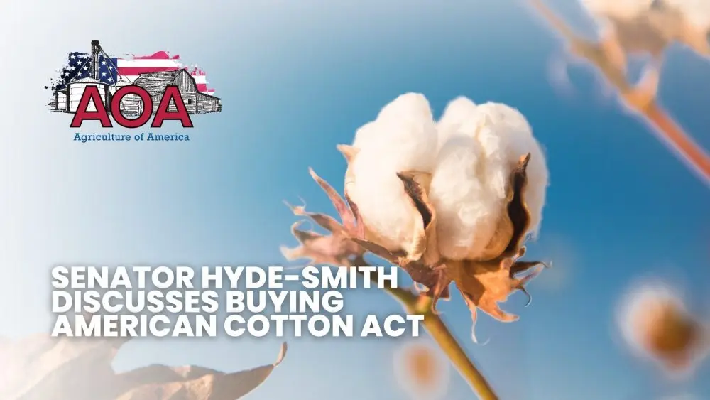 cotton-aoa-youtube-thumbnail-1000x563934079-1