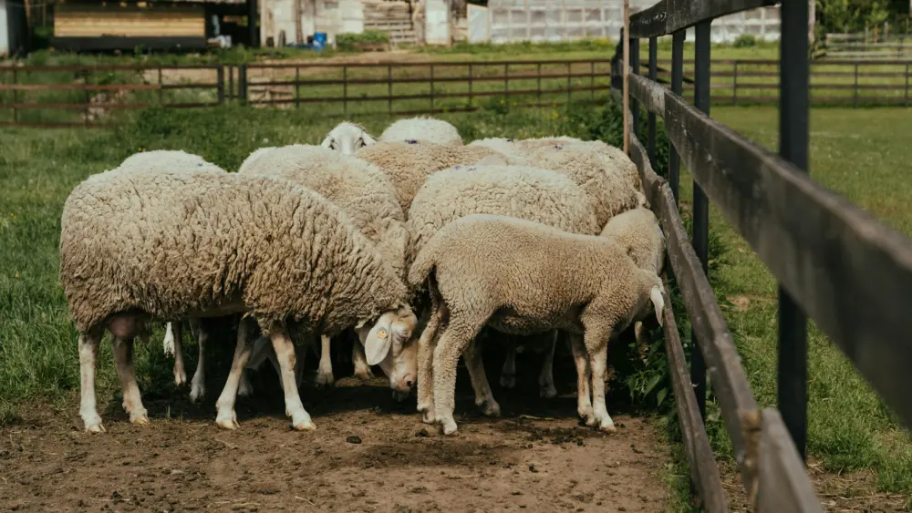 pexels-cottonbro-4918082