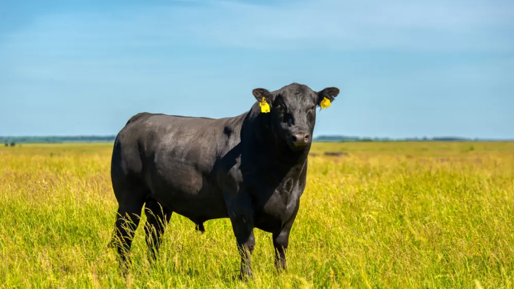 a-black-angus-bull-stands-on-a-green-grassy-field