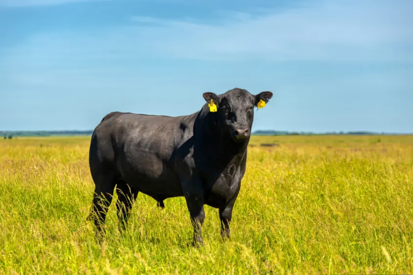 a-black-angus-bull-stands-on-a-green-grassy-field
