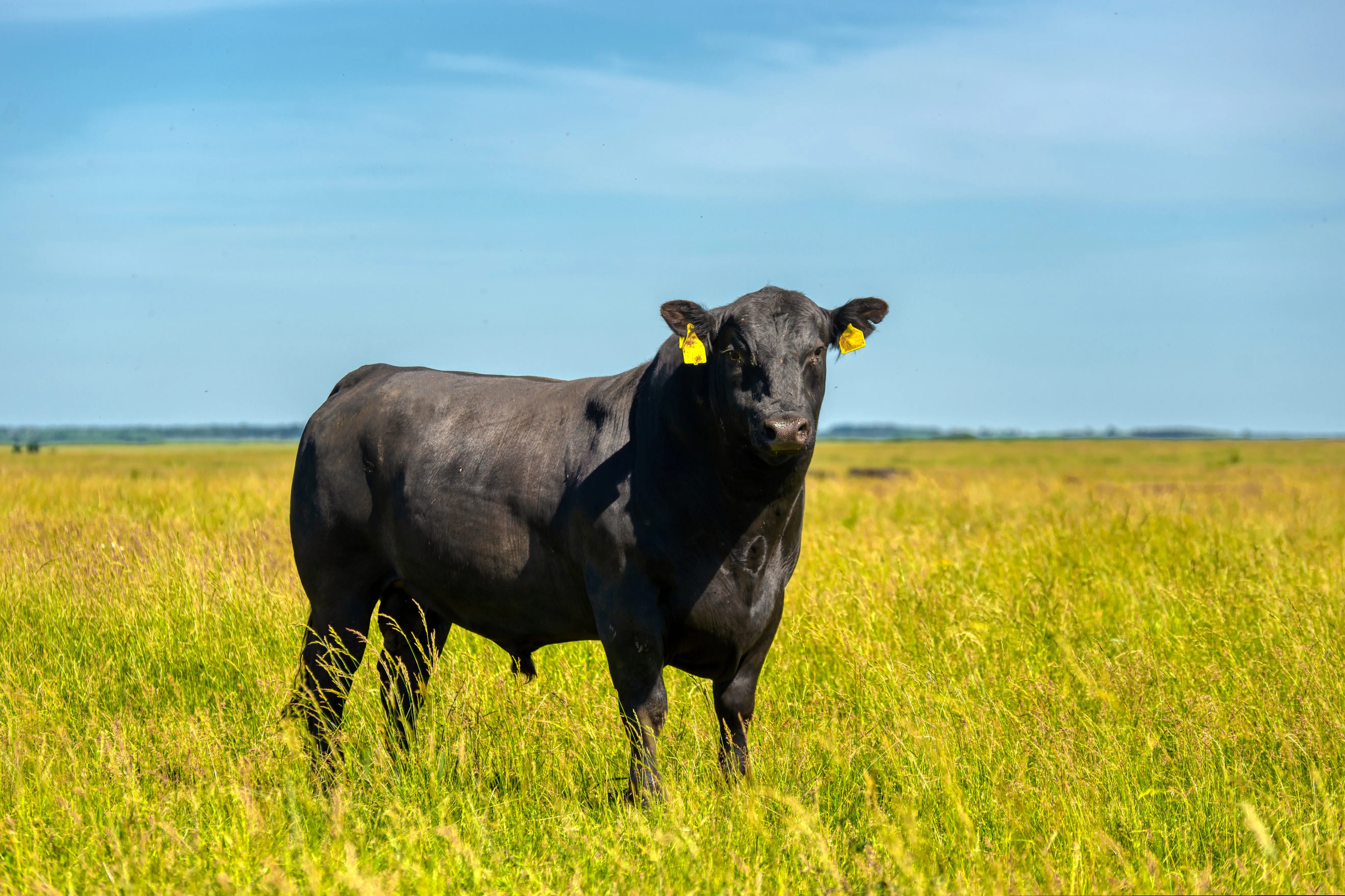 a-black-angus-bull-stands-on-a-green-grassy-field
