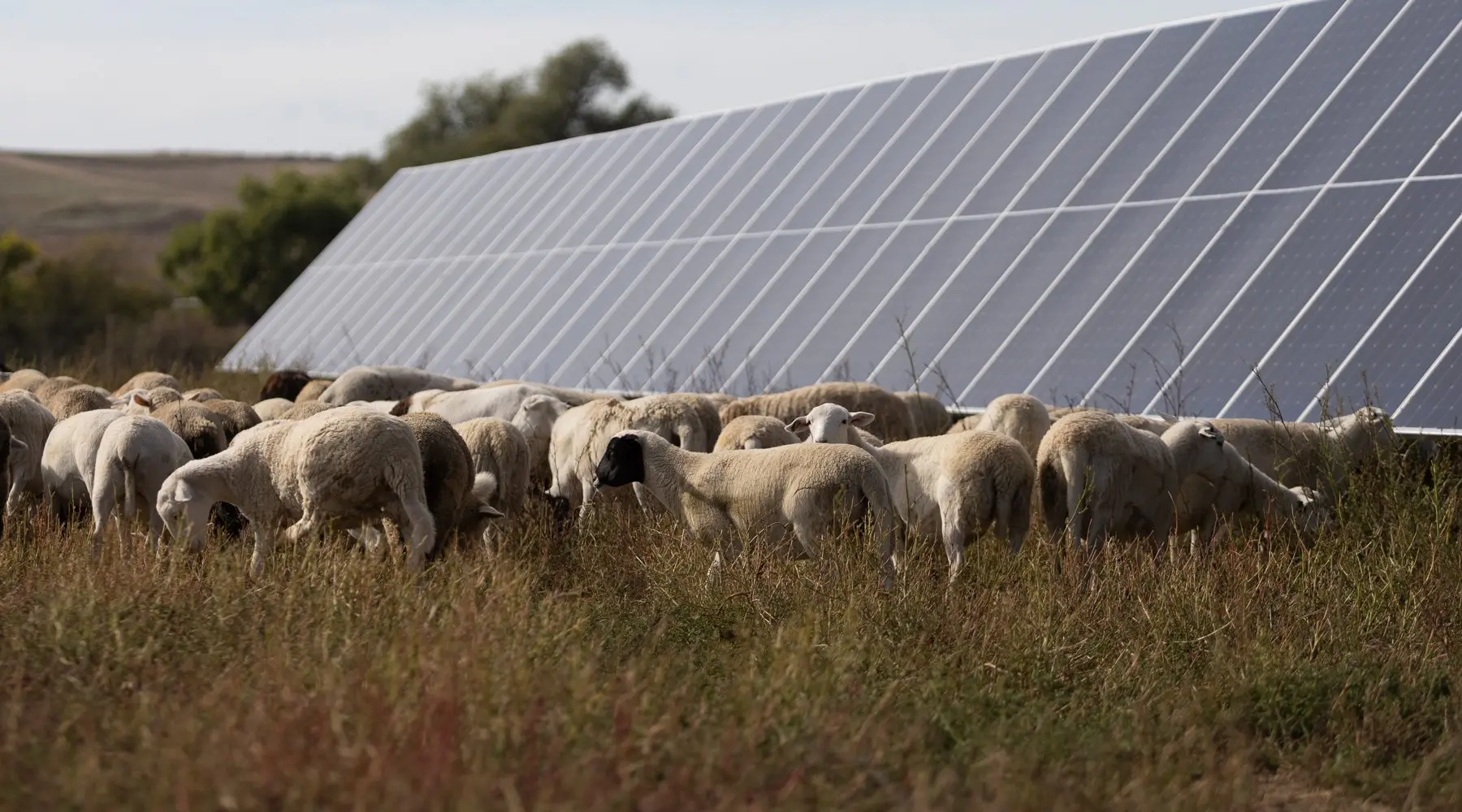 alb-solar-grazing-image