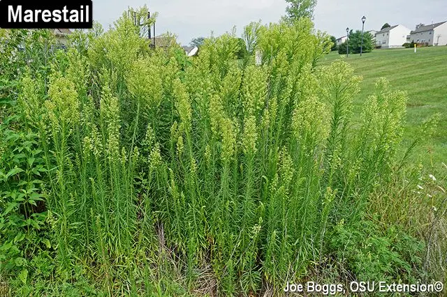 canadian-horseweed-2018-7