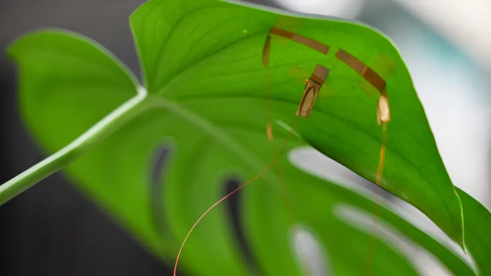 2026-jean-anne-incorvia-graphene-based-plant-hydration-sensor