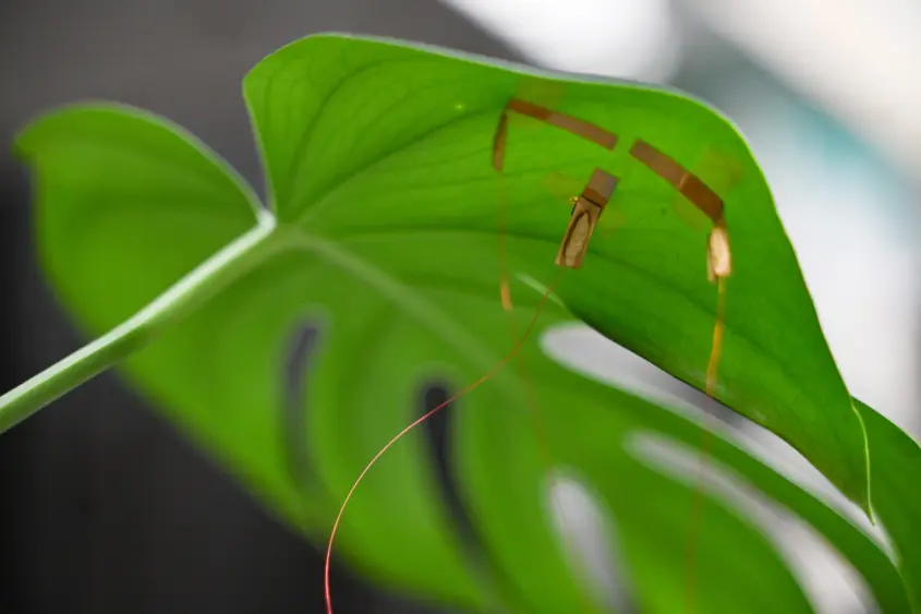 2026-jean-anne-incorvia-graphene-based-plant-hydration-sensor