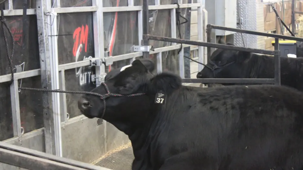 cattle-at-ne-state-fair