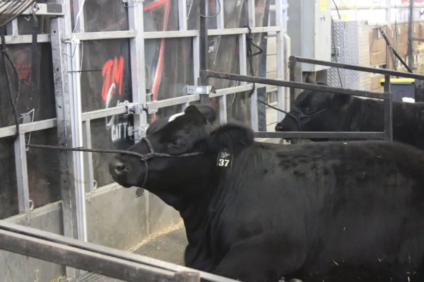 cattle-at-ne-state-fair