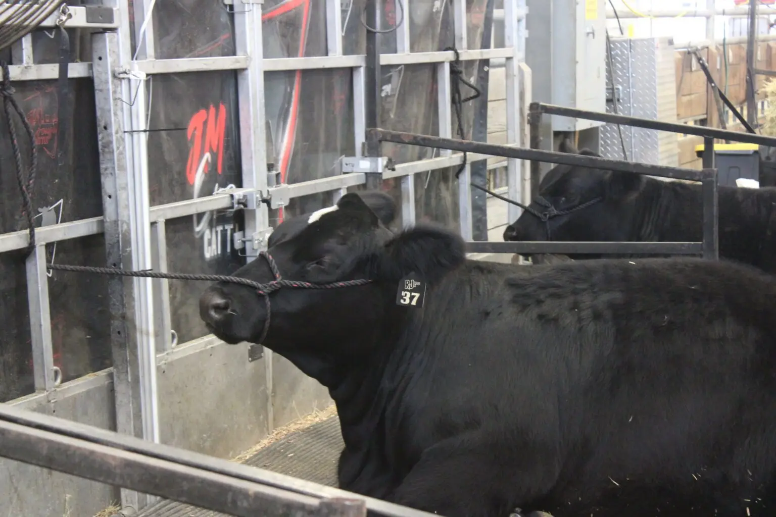 cattle-at-ne-state-fair