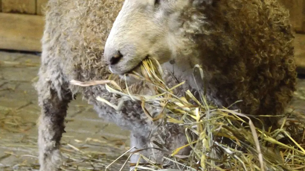 cotswold-lamb-in-nashville-by-jberanger