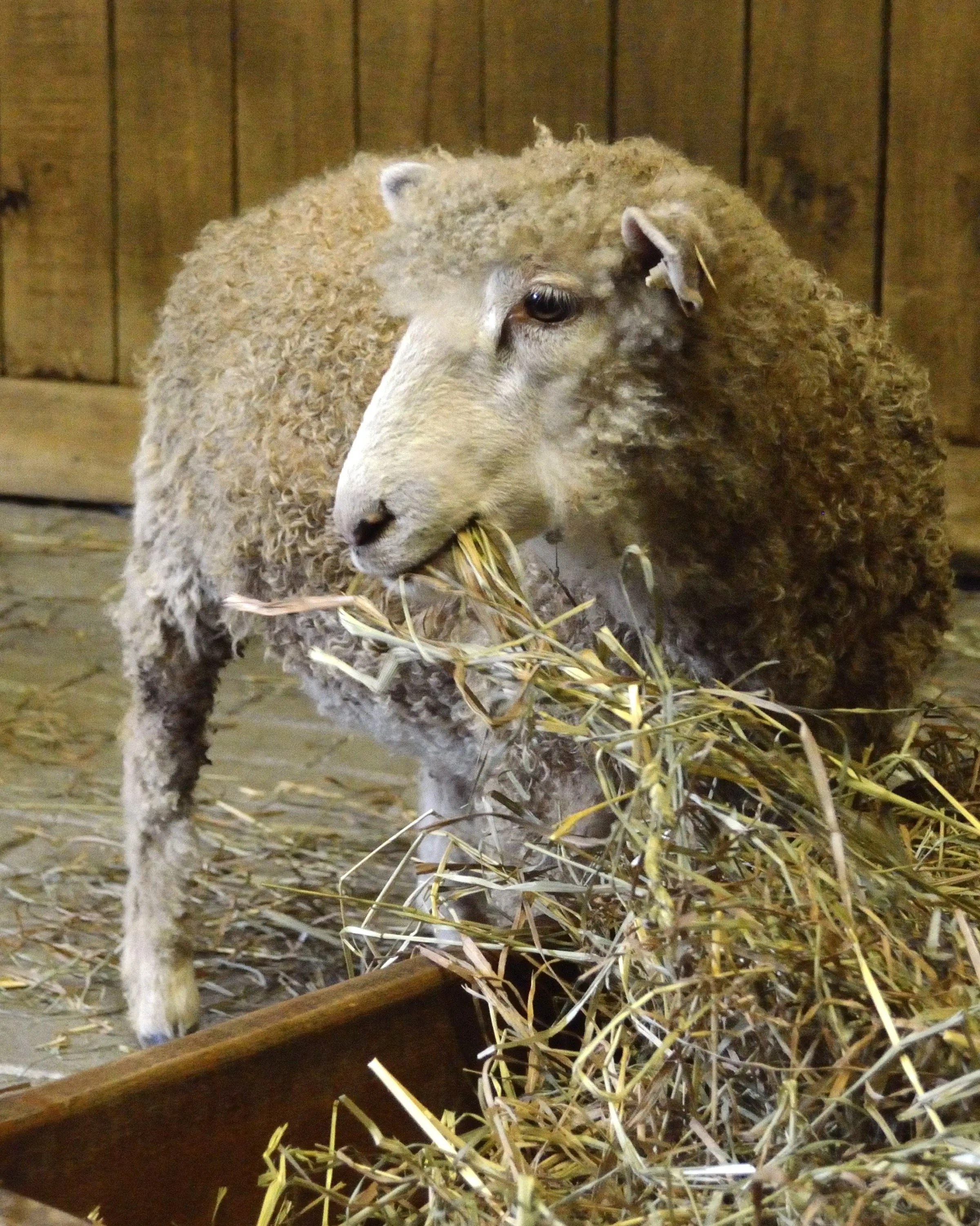 cotswold-lamb-in-nashville-by-jberanger