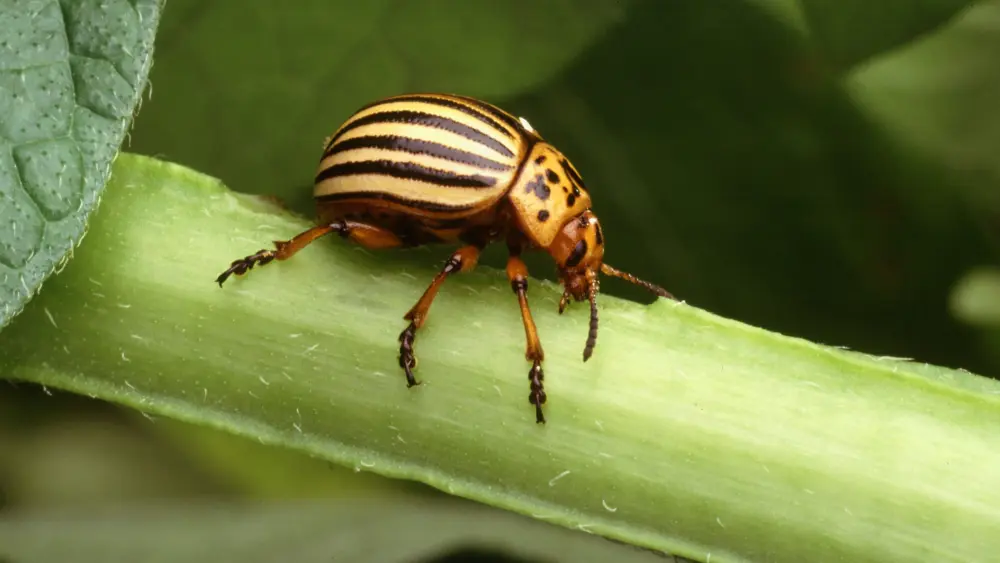 colorado_potato_beetle