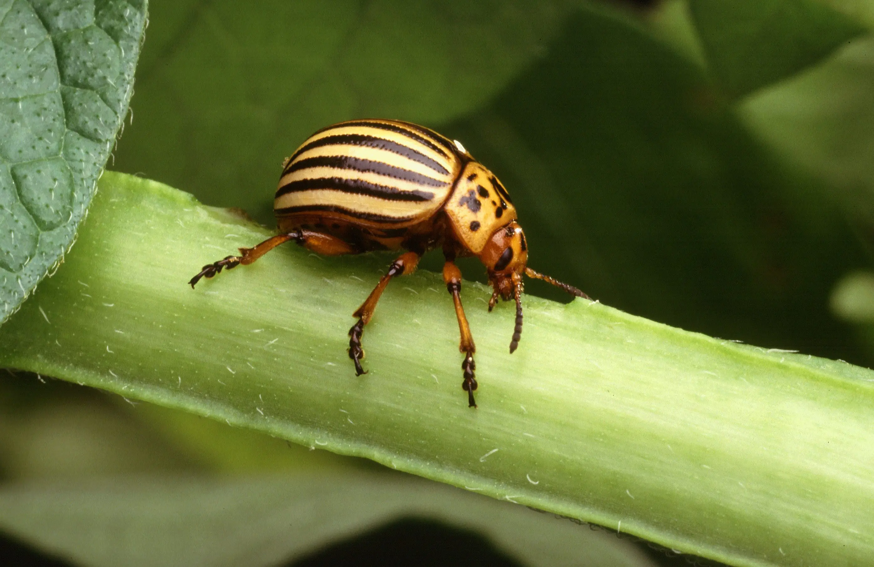 colorado_potato_beetle