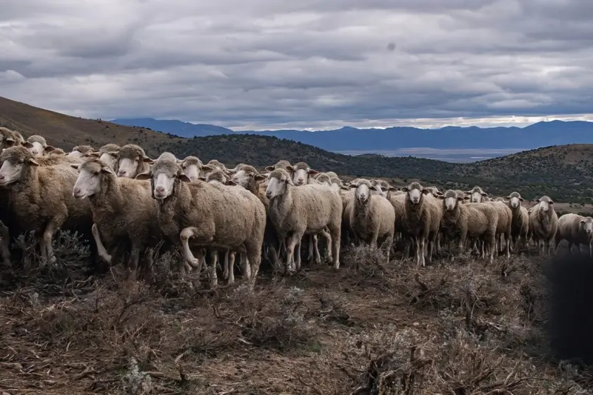 flock-grazing-eureka-original