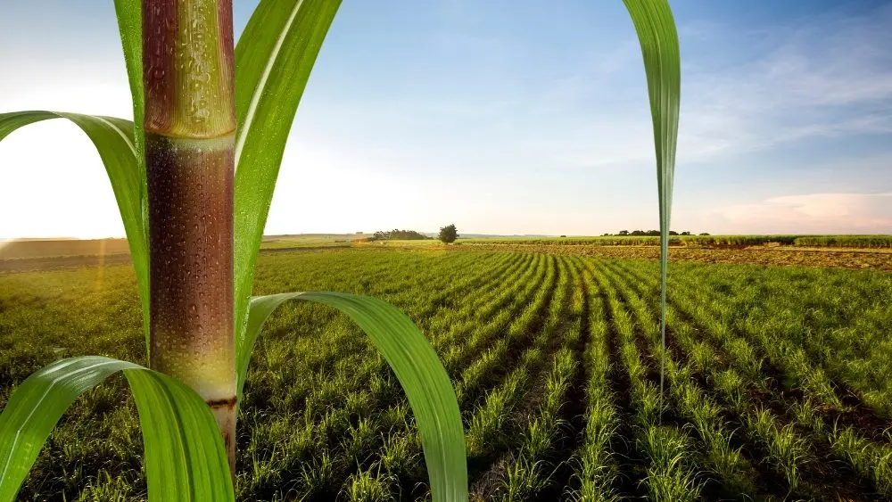 web-photo-template-onecms-1000-x-563-px-17-3