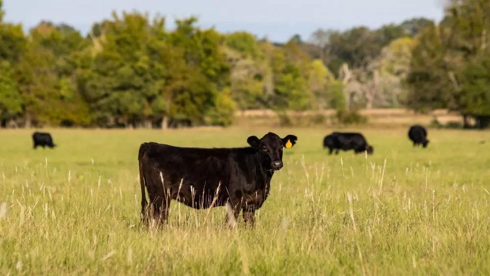 web-photo-template-onecms-1000-x-563-px-18839983