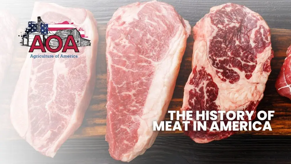 ogle-aoa-youtube-thumbnail-1000x563966876-1