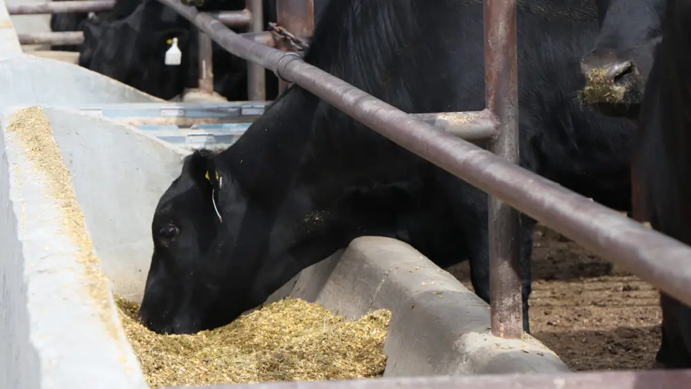 feedlot-5-15-24-cat2tle