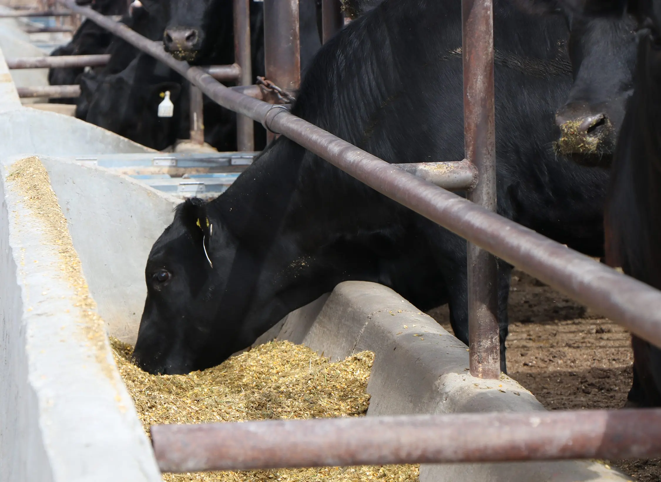 feedlot-5-15-24-cat2tle